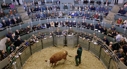 Livestock & Dairy Sales