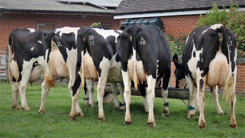 DAIRY Dispersal Sale Bagshaws
