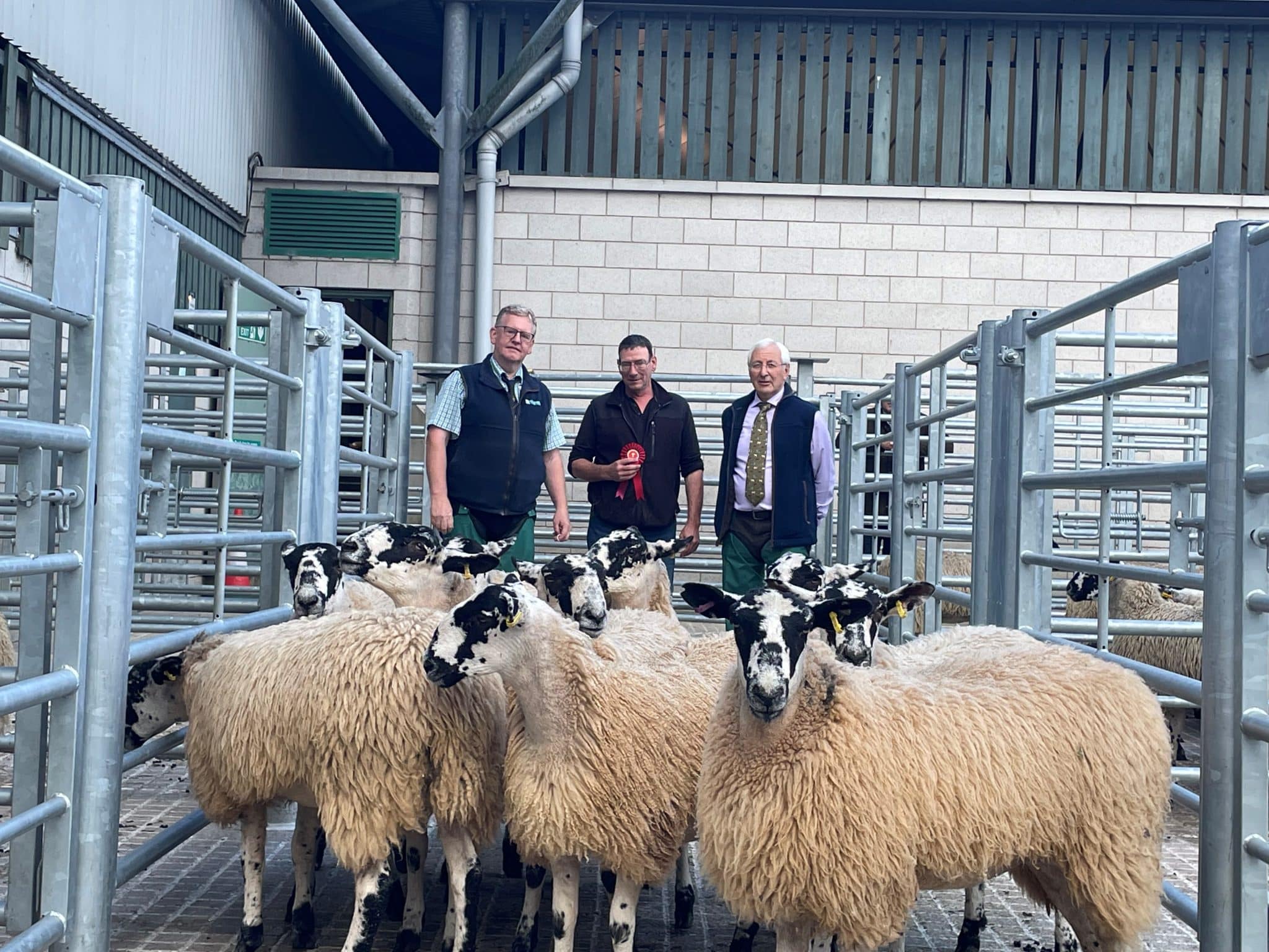 Bakewell Market Mule Ewe Lamb Show & Sale Report Bagshaws