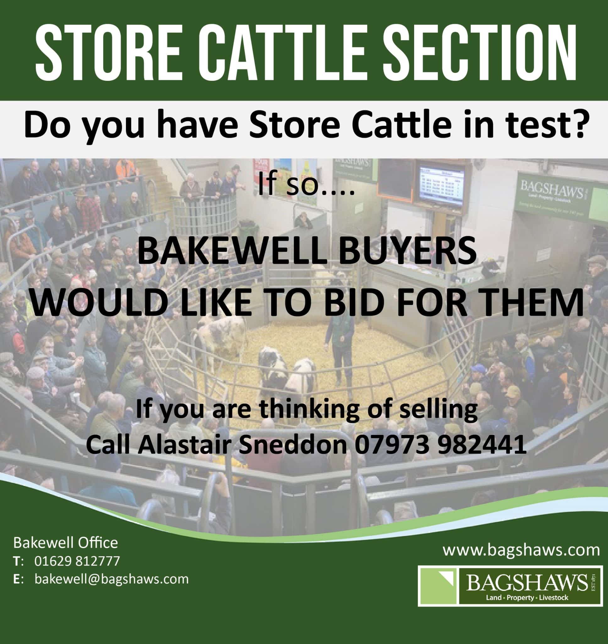 BAKEWELL MARKET STORE CATTLE Bagshaws BAKEWELL MARKET STORE CATTLE Bagshaws