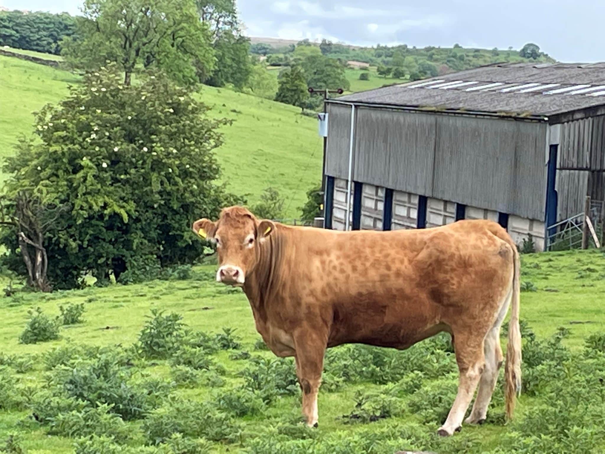 Leek Store Sale Bagshaws