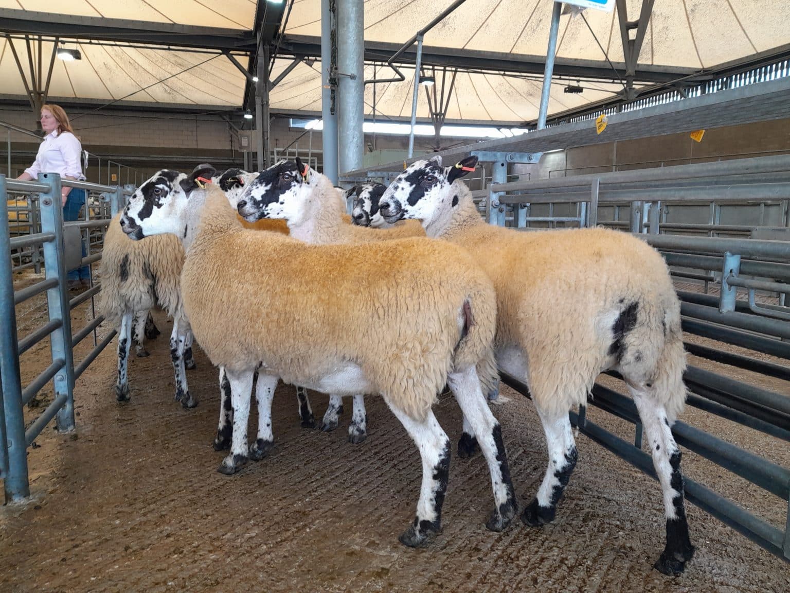 Bakewell Market Theaves & Ewes Show & Sale Bagshaws