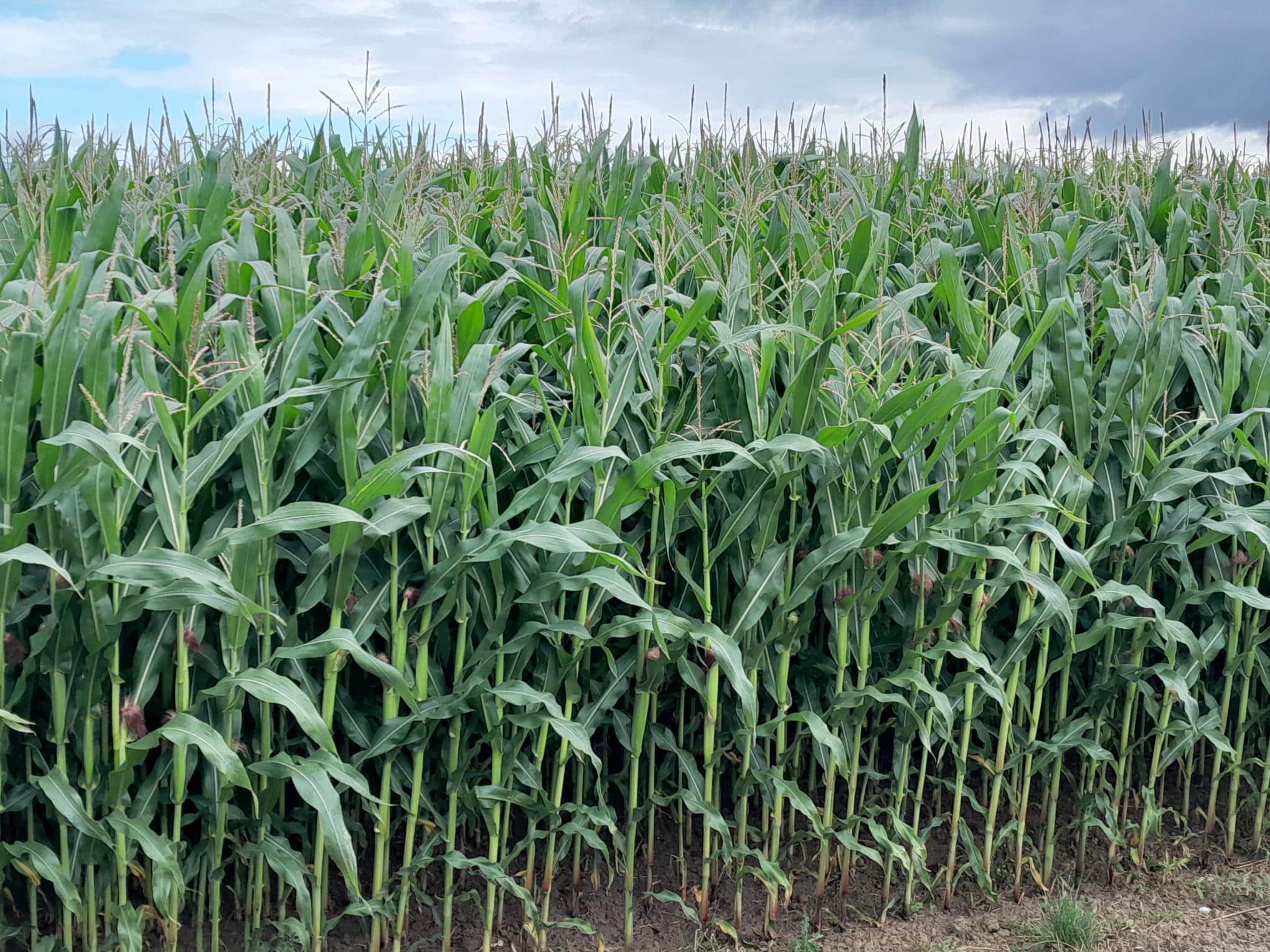 Maize at Sudbury, Ashbourne