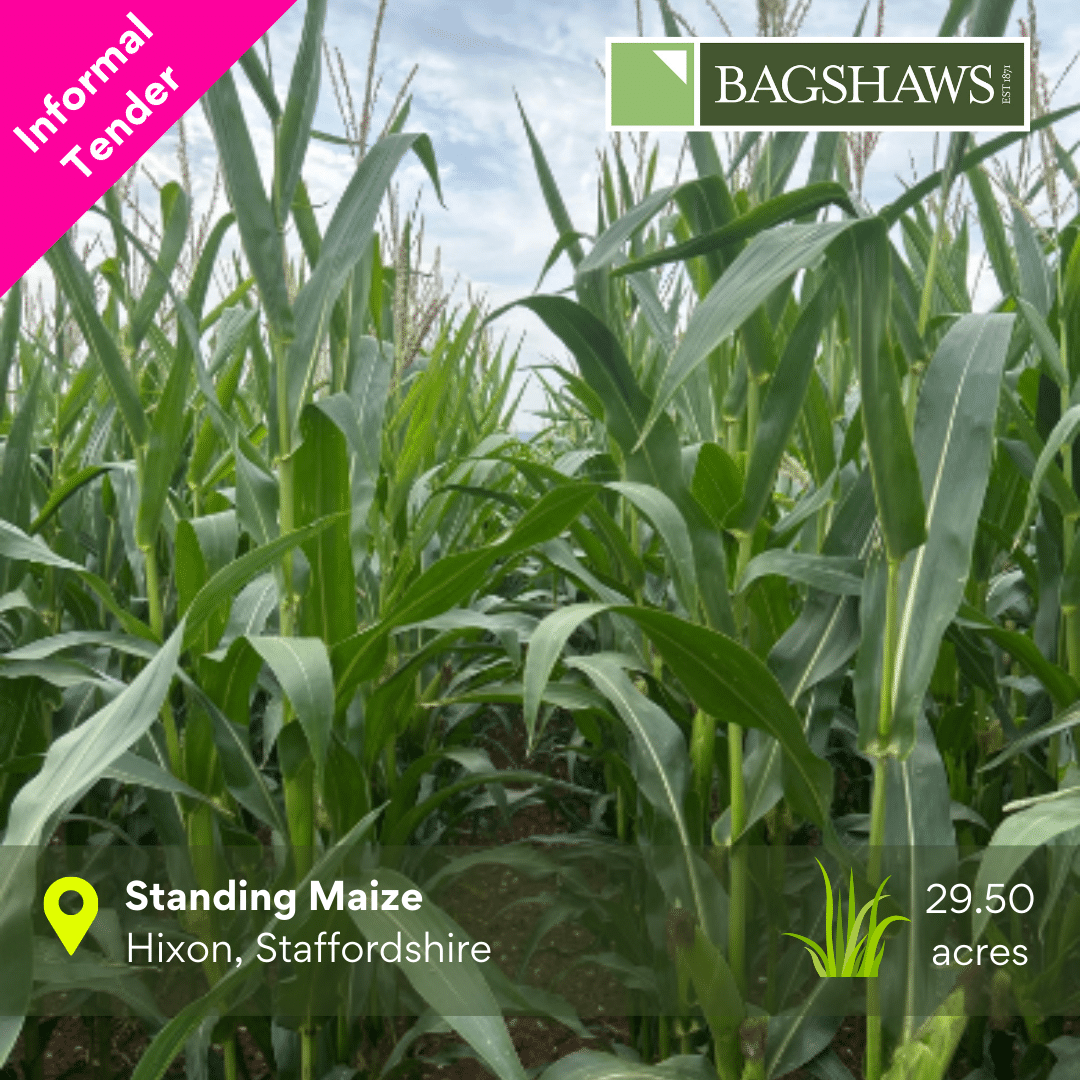 Standing Maize Available by Informal Tender