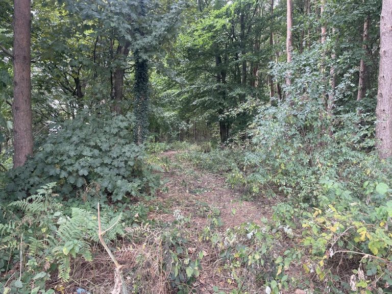 Woodland, Mugginton Lane End, Weston Underwood