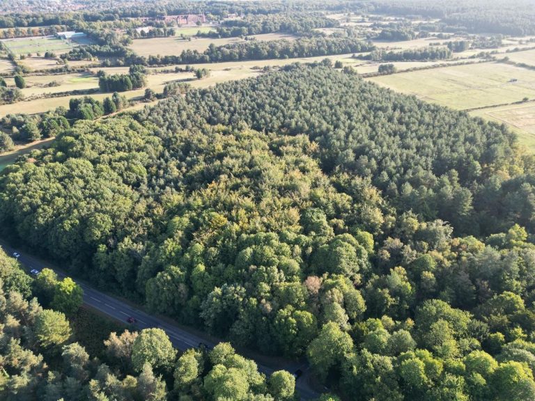 Lane End Wood, Clumber, Worksop