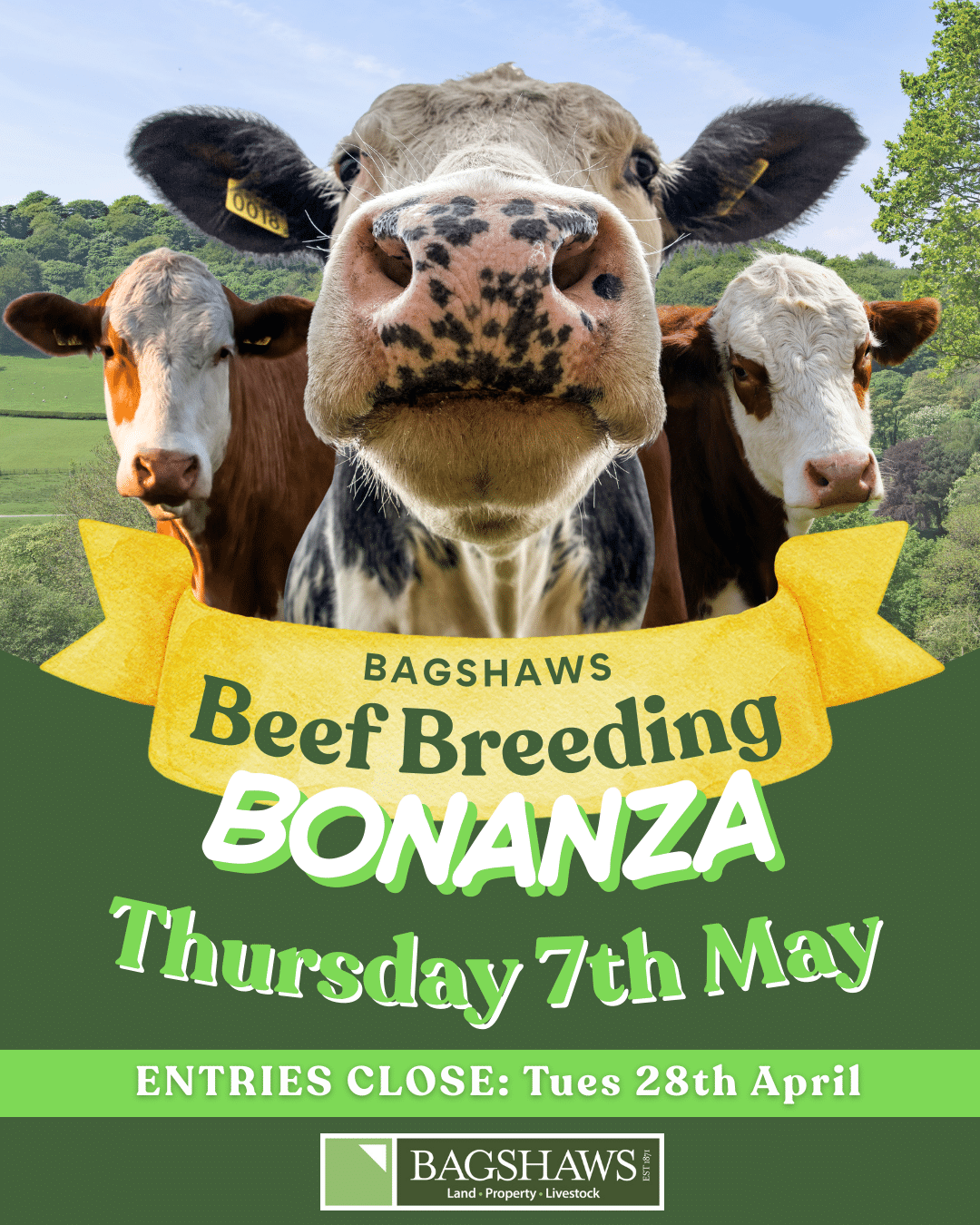 Bakewell Beef Breeding Bonanza
