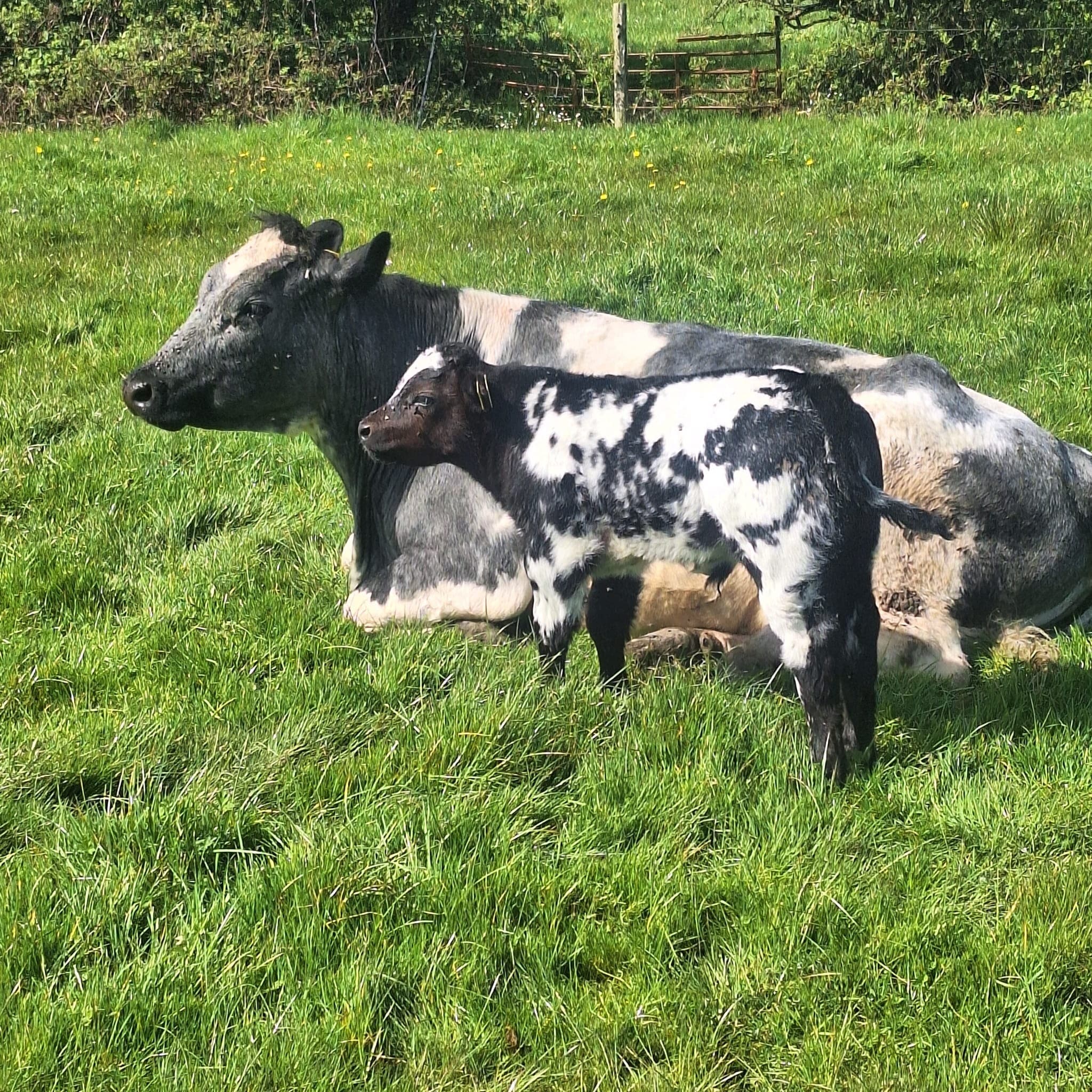 Suckler Cow & Calf Sale
