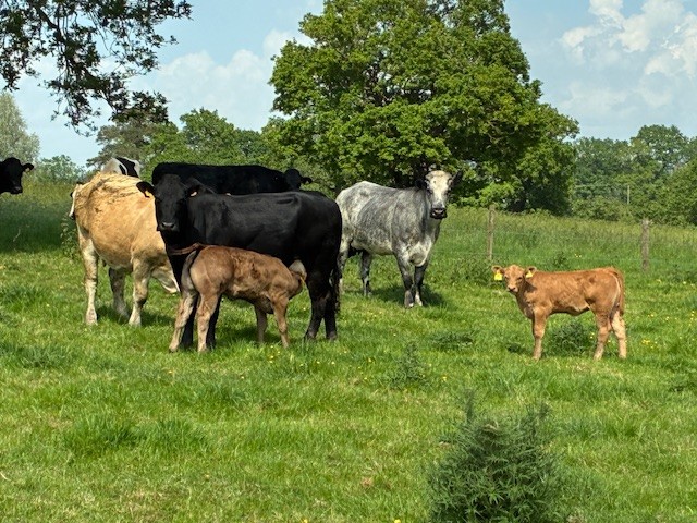 Suckler Cows with Calves at Foot