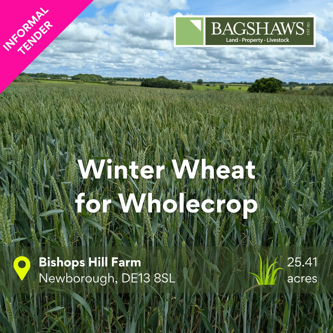 Winter Wheat for Wholecrop | INFORMAL TENDER