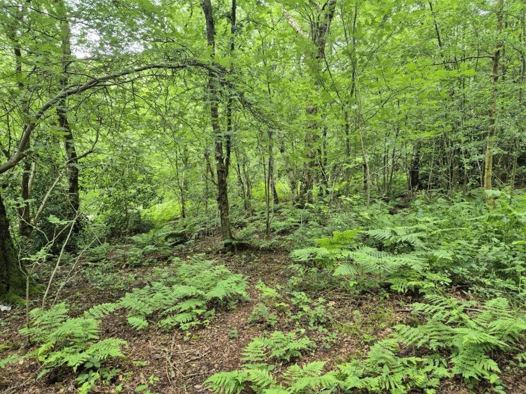 Black Bank Wood, Coley Hole, Ipstones