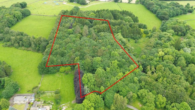 Woodland at Summerhouse Plantation, Bent Lane, Darley Dale, Matlock