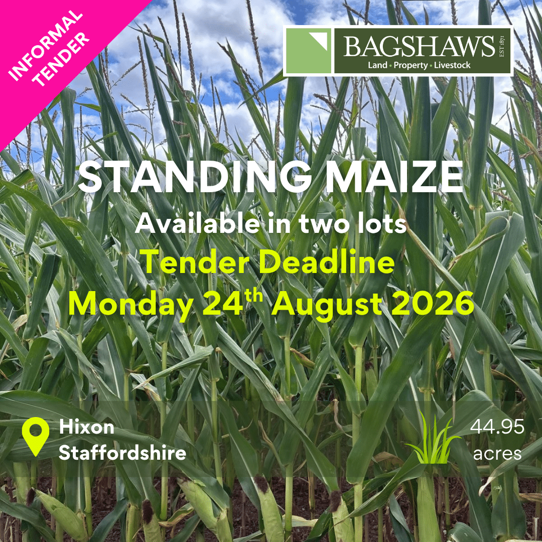 Standing Maize