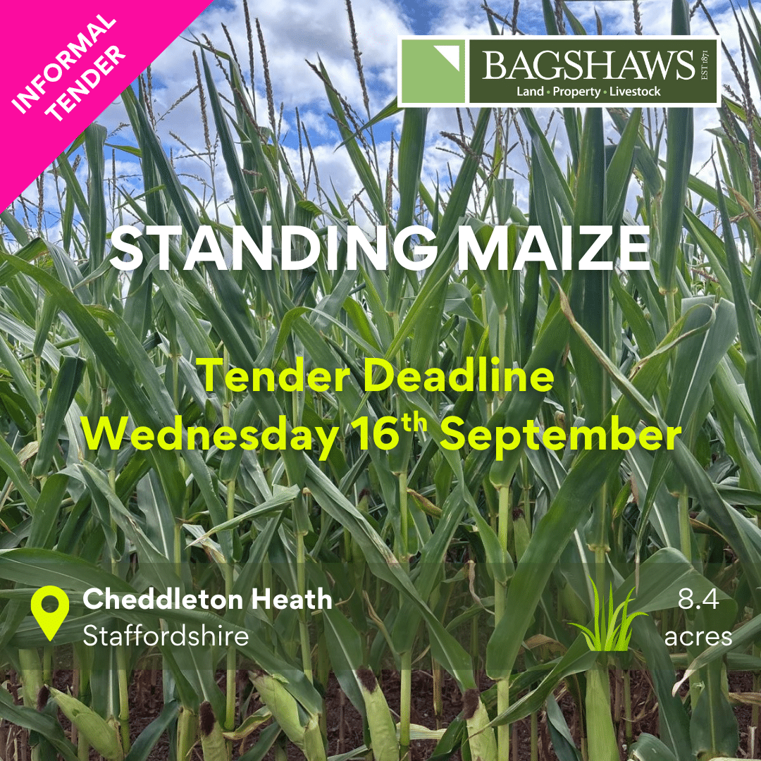 Standing Maize